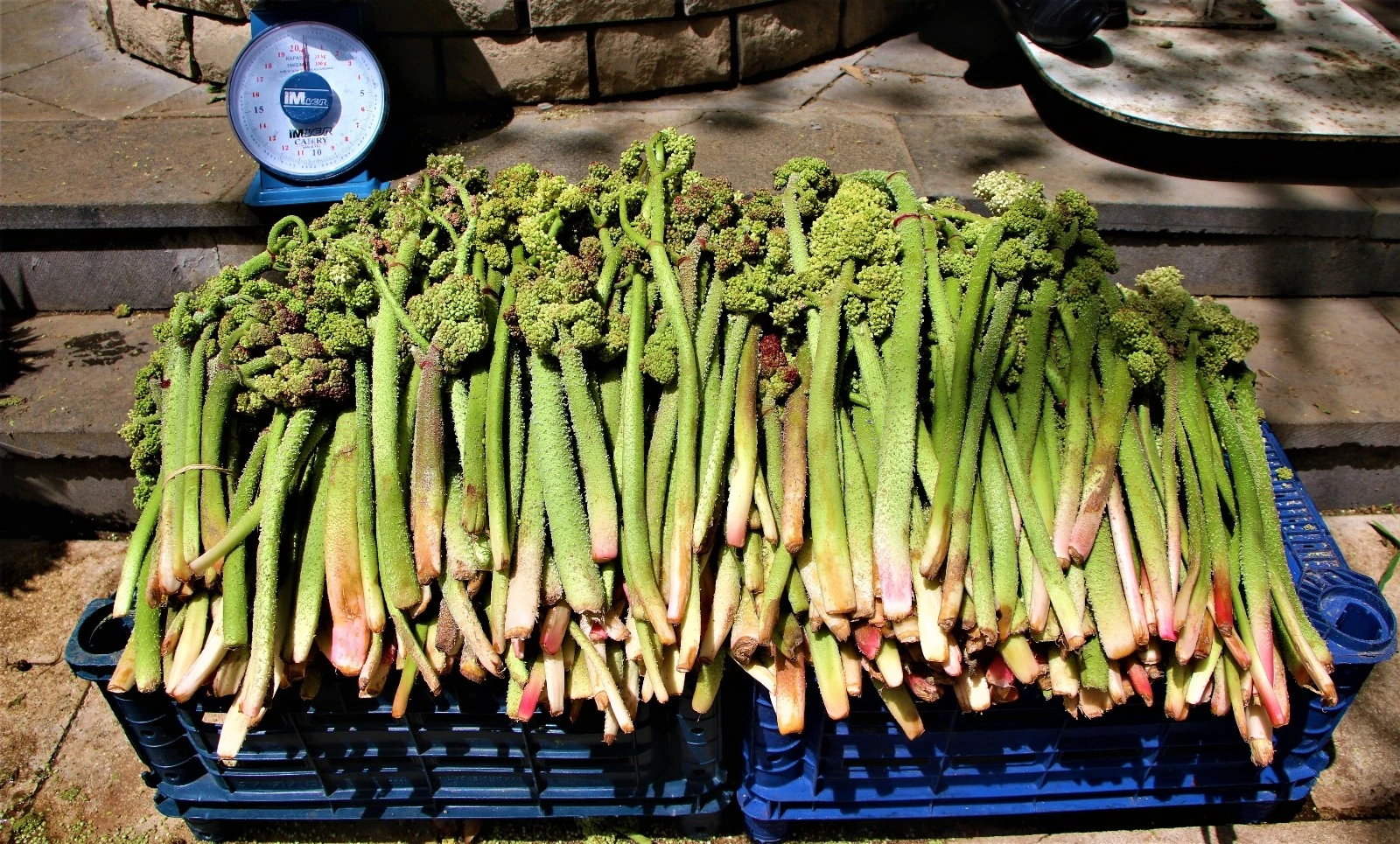 Doğal Ve Taze Uçkun (ışkın) - Diğer kategorisi